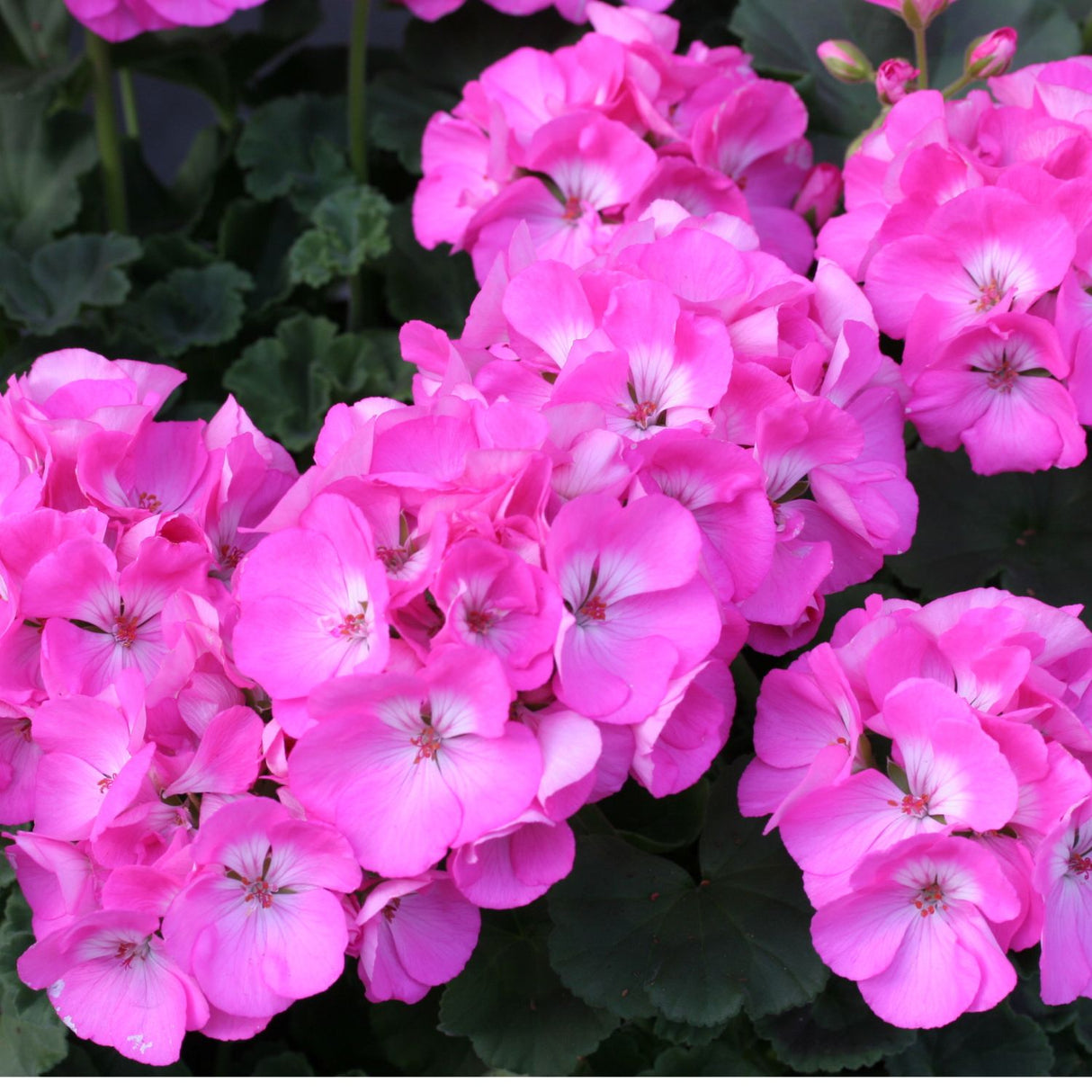 Geranium 'Upright Pink' 9cm Pot