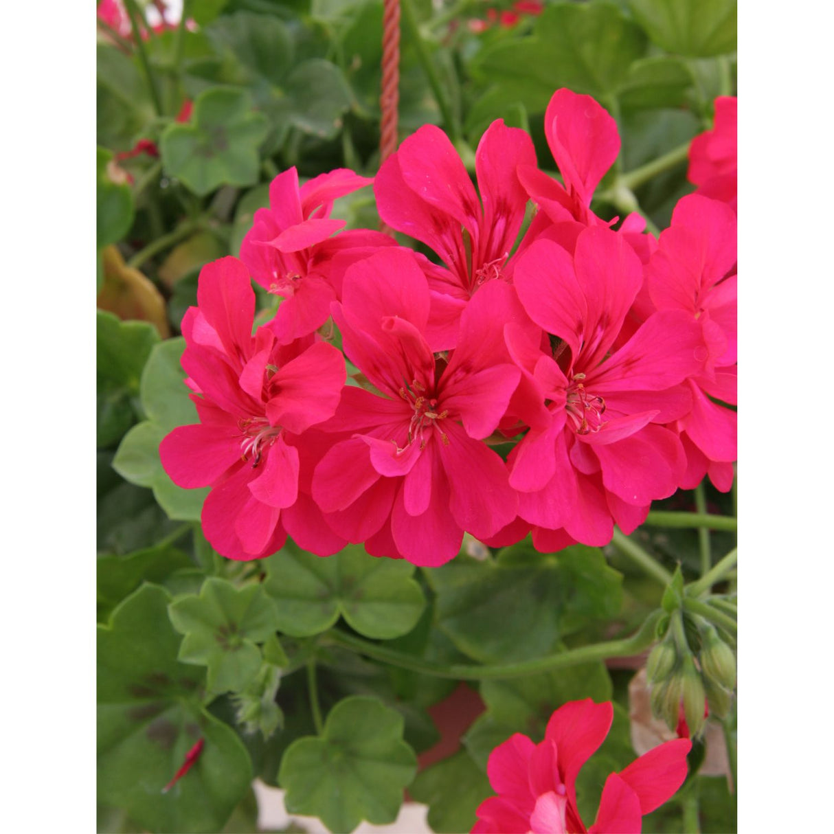 Geranium 'Trailing Cherry' 9cm Pot