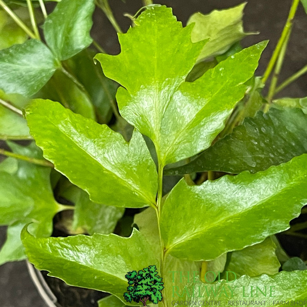 Fern Cyrtomium falcatum Japanese Holly 2Ltr Pot
