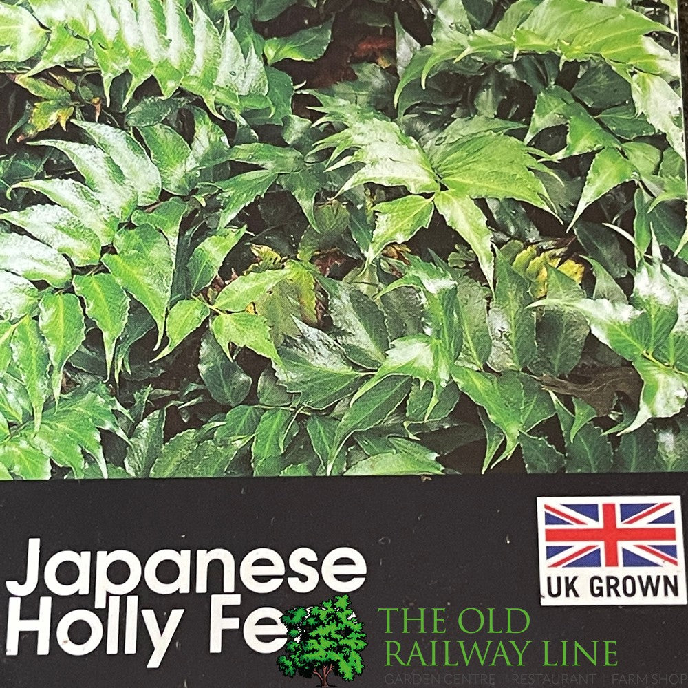 Fern Cyrtomium falcatum Japanese Holly 2Ltr Pot