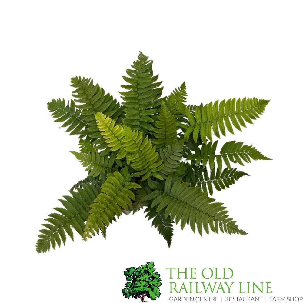Fern Dryopteris dilatata Buckler 2Ltr Pot