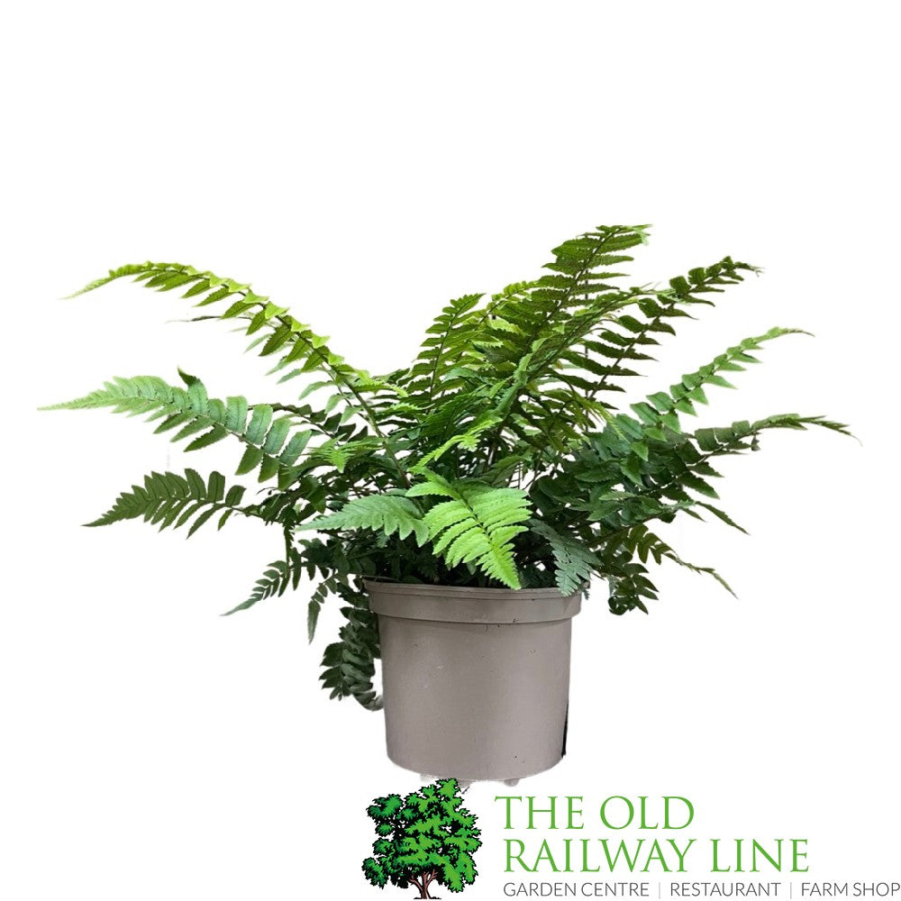Fern Dryopteris dilatata Buckler 2Ltr Pot