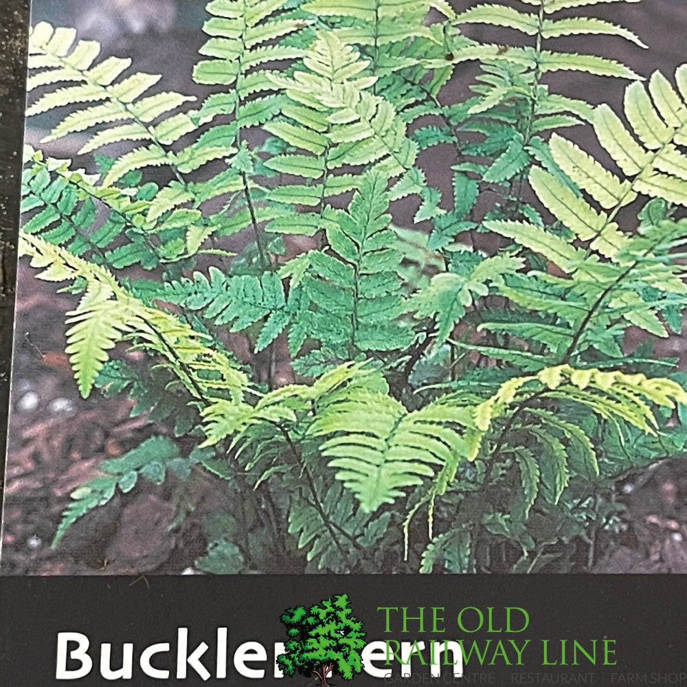 Fern Dryopteris dilatata Buckler 2Ltr Pot