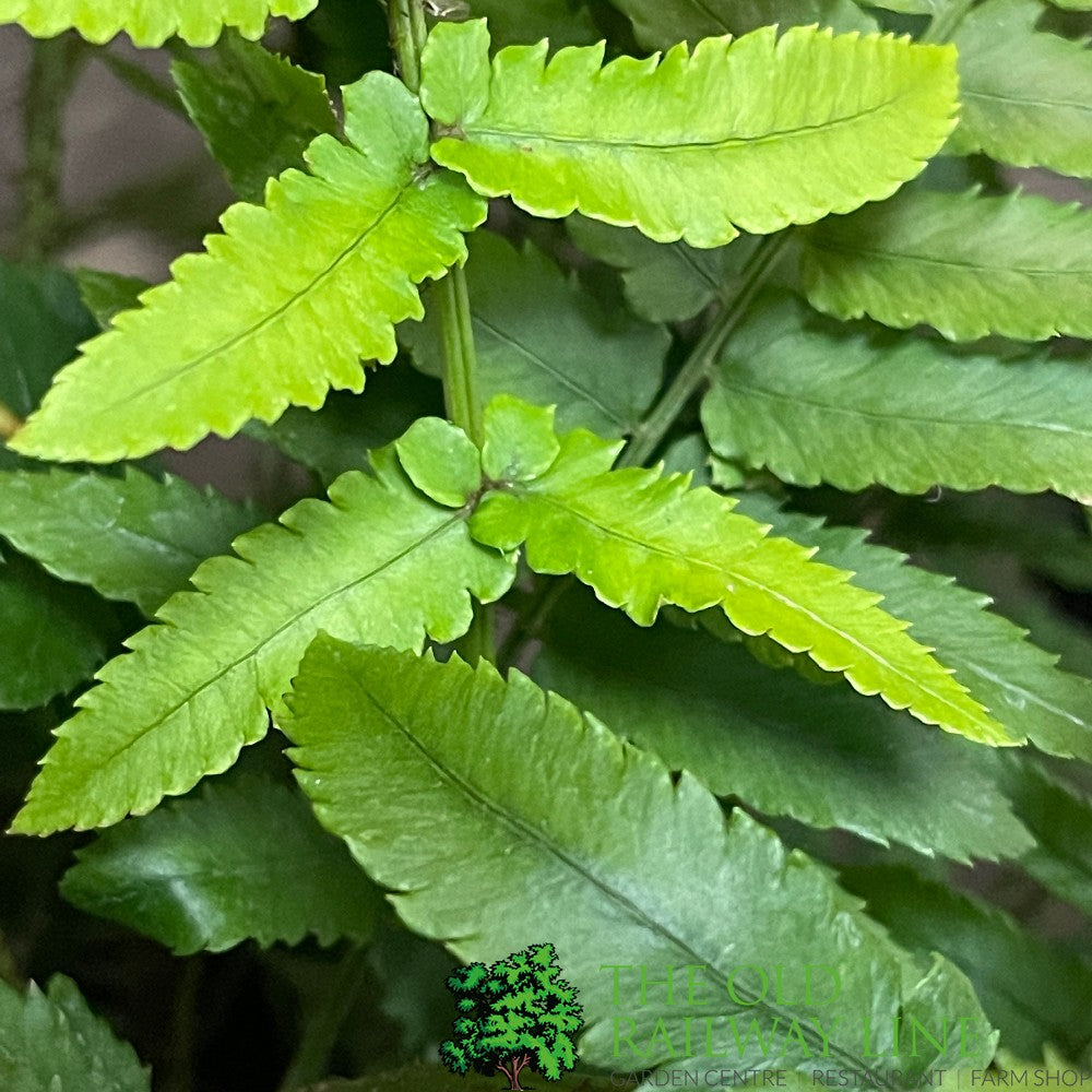 Fern Dryopteris dilatata Buckler 2Ltr Pot