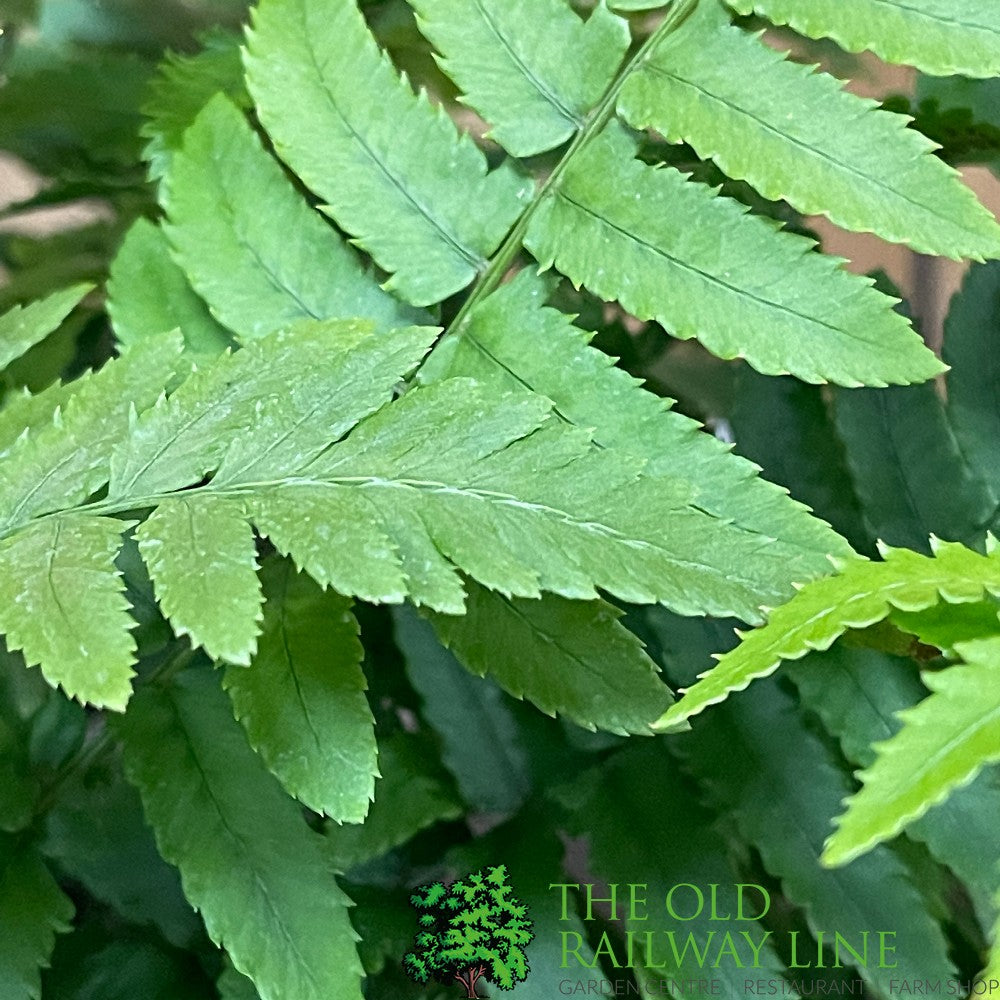 Fern Dryopteris dilatata Buckler 2Ltr Pot