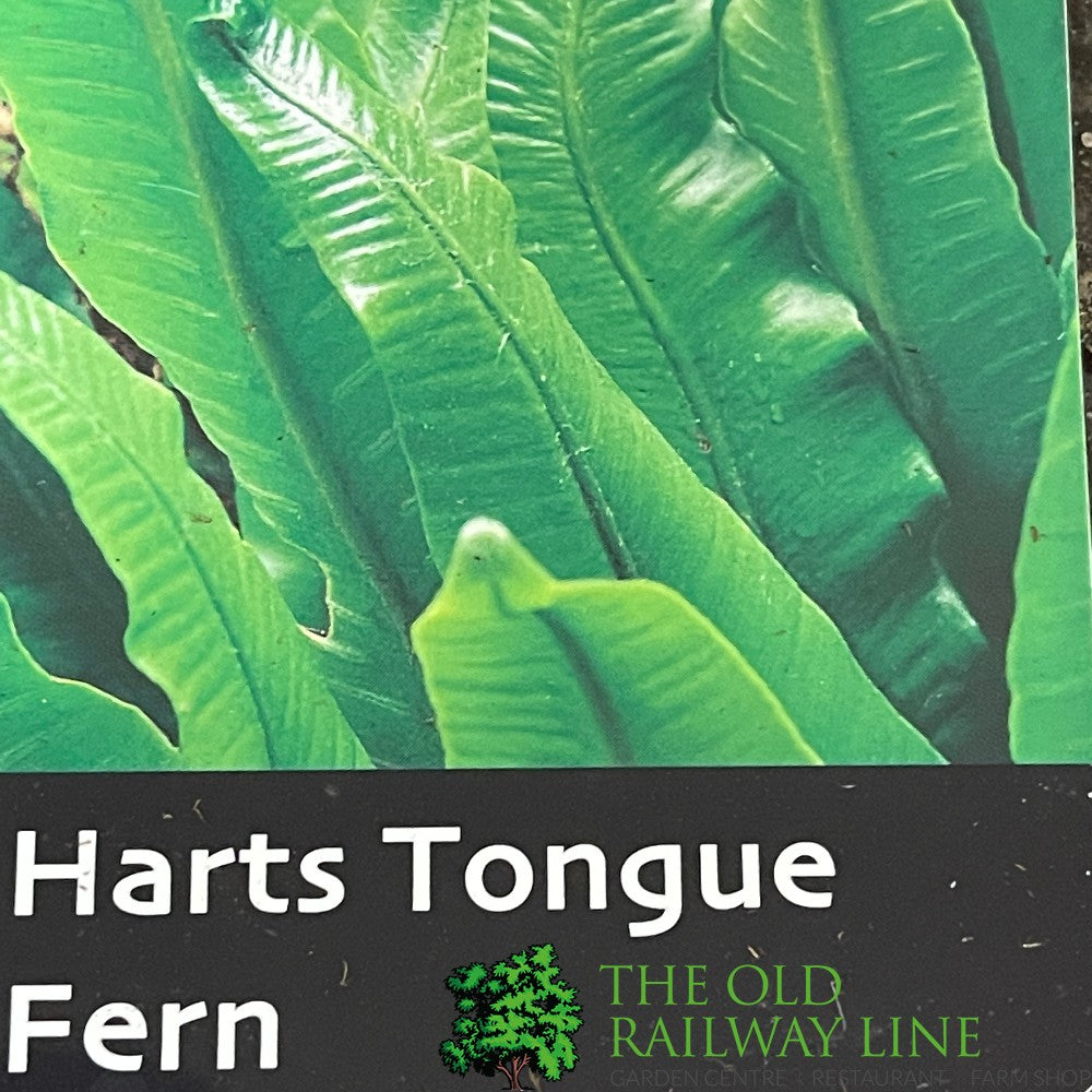 Fern Asplenium scolopendrium Hart's Tongue 2Ltr Pot