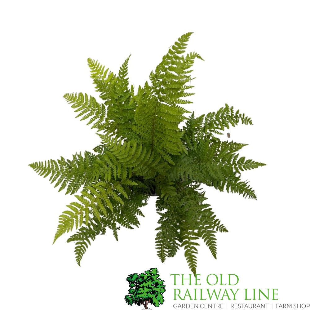 Fern Polystichum braunii Braun's Holly 2Ltr Pot