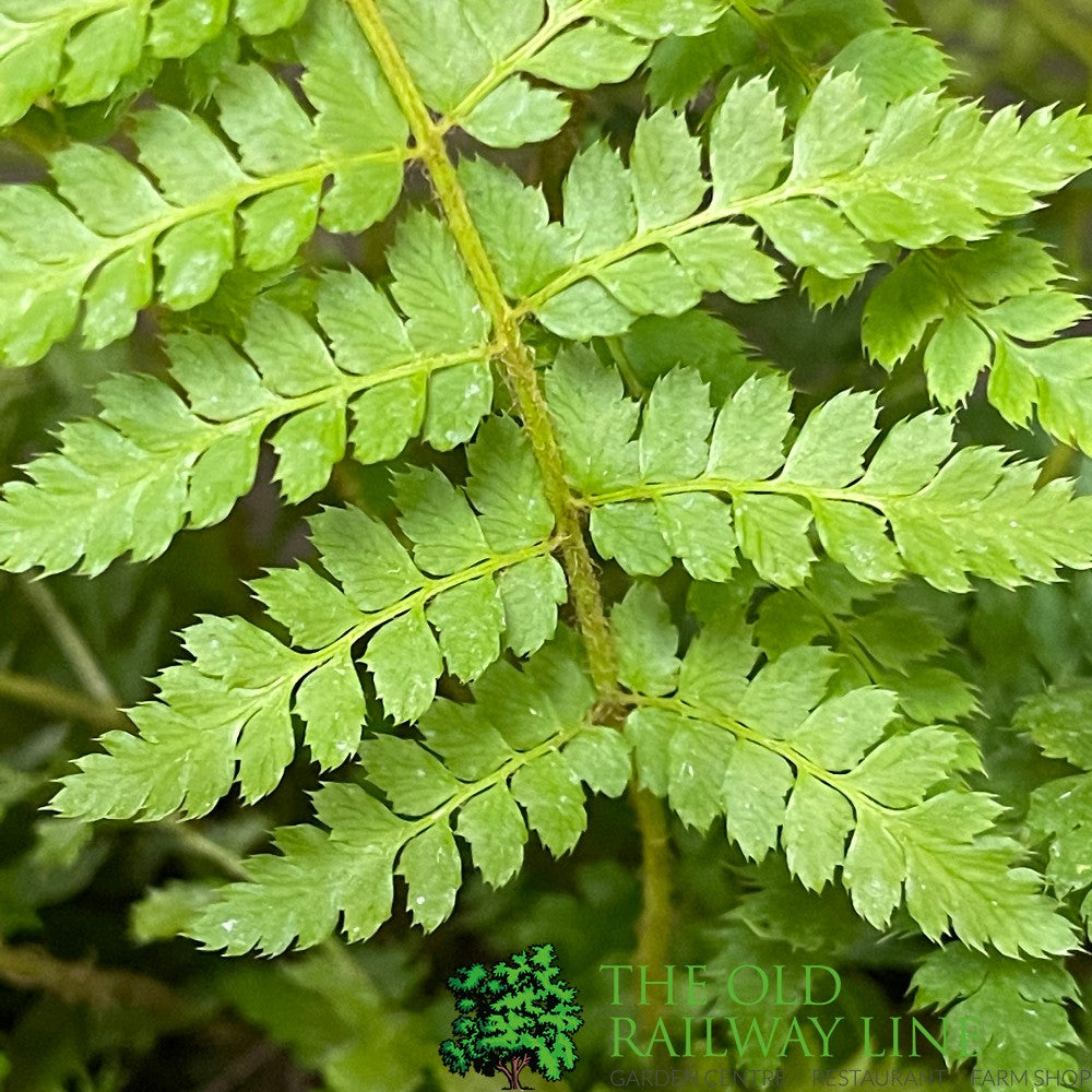 Fern Polystichum braunii Braun's Holly 2Ltr Pot