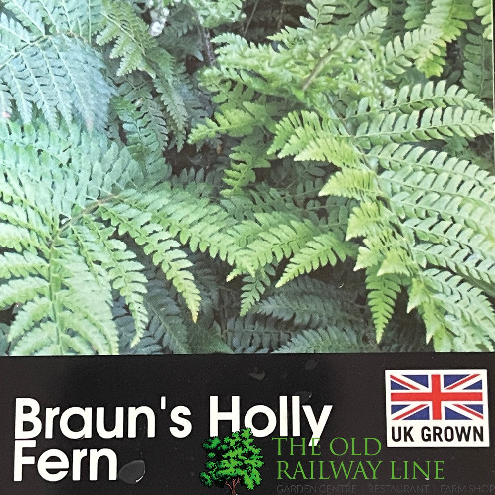 Fern Polystichum braunii Braun's Holly 2Ltr Pot
