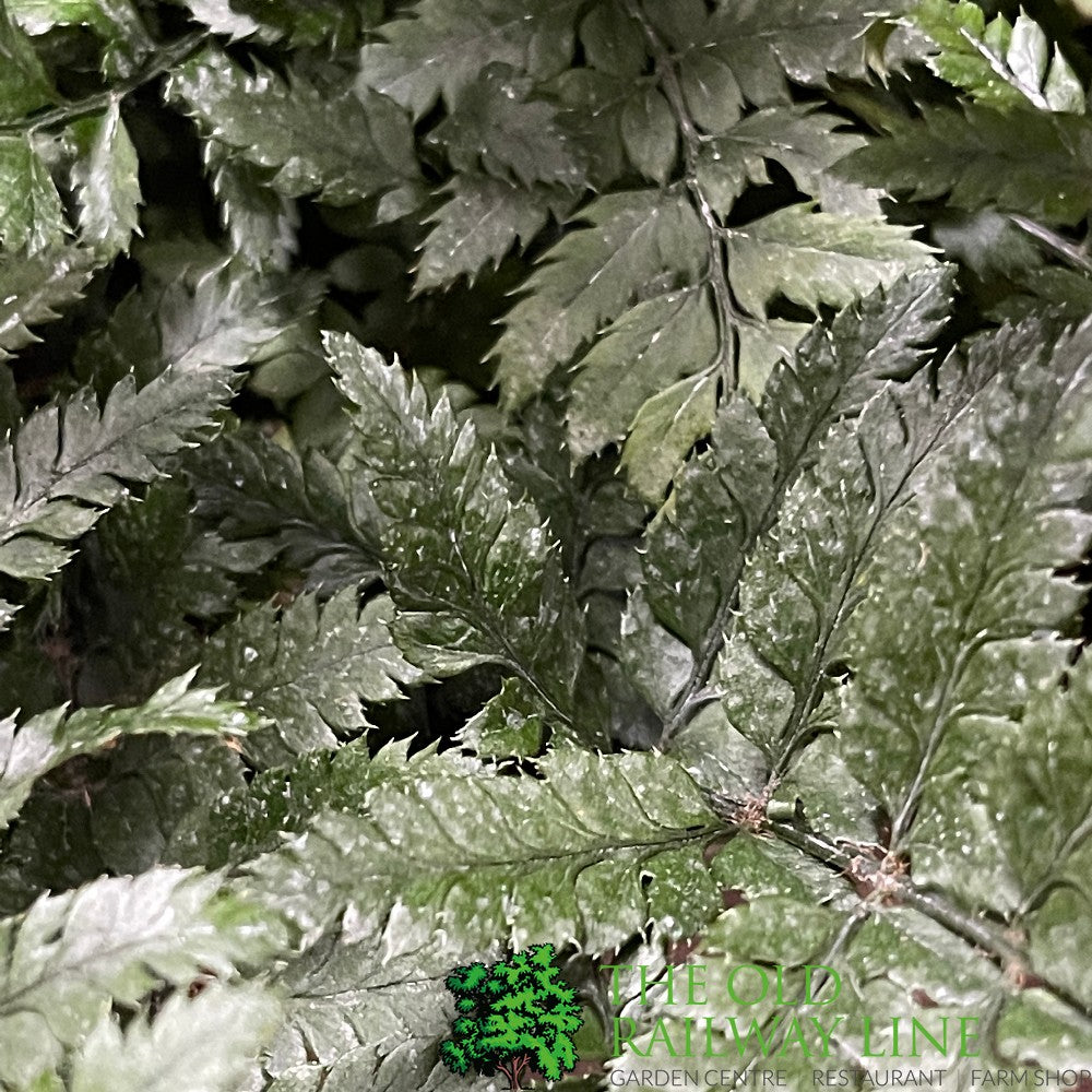 Fern Polystichum tsussimense Korean Rock 2Ltr Pot