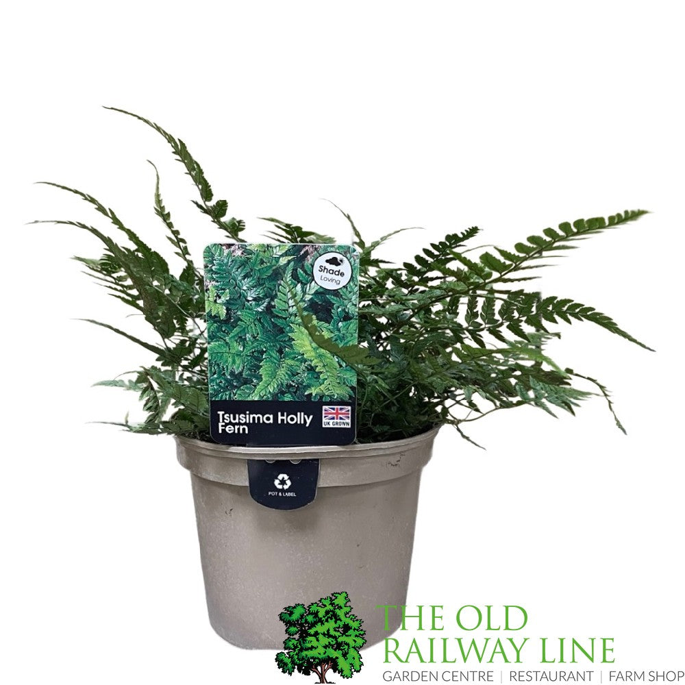 Fern Polystichum tsussimense Korean Rock 2Ltr Pot