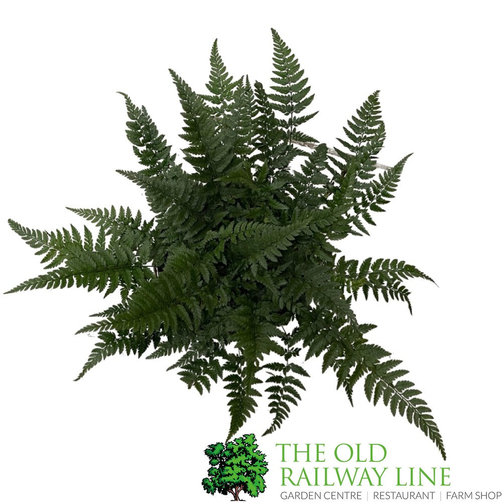 Fern Polystichum tsussimense Korean Rock 2Ltr Pot