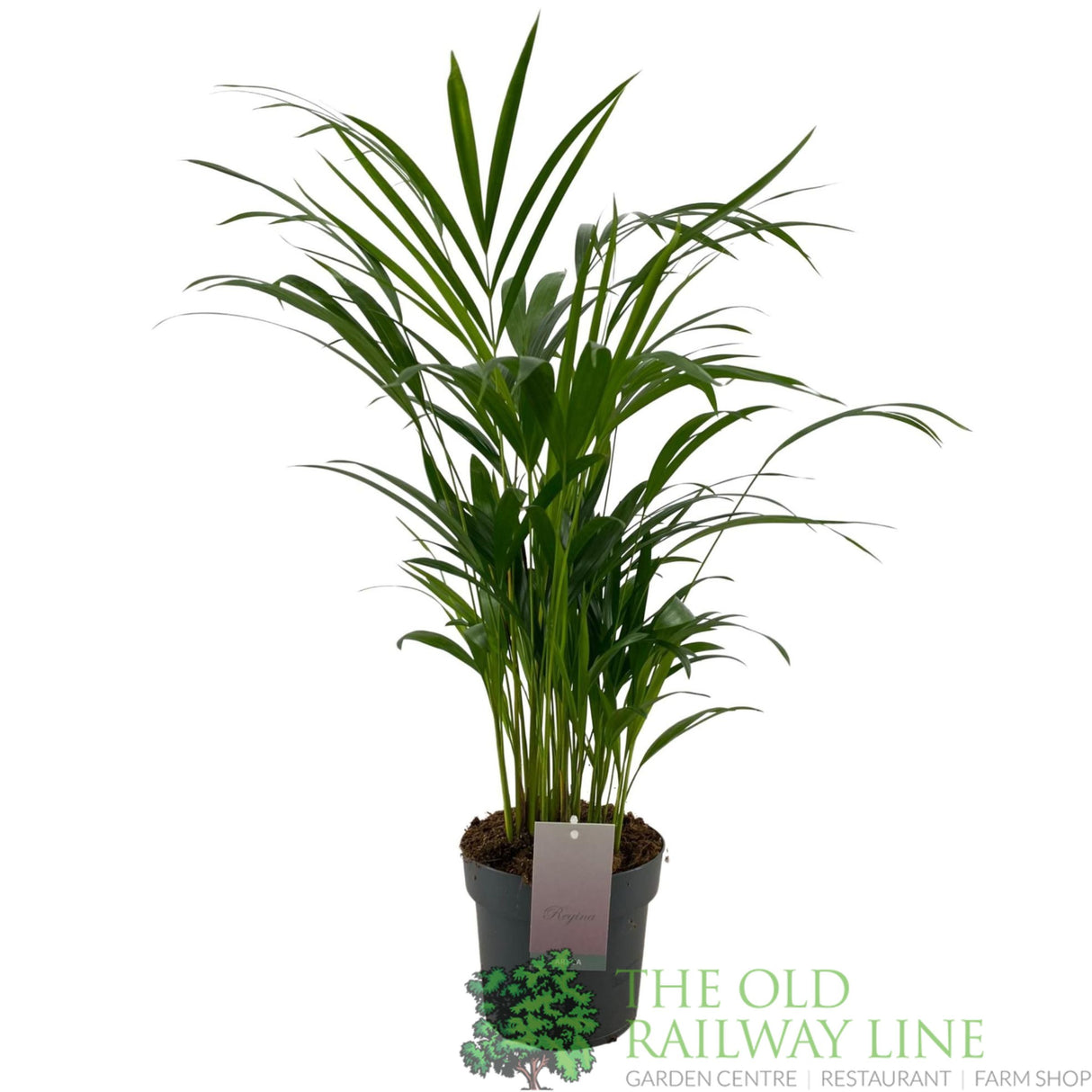 Garden Centre Fresh Dypsis lutescens 'Areca' 17cm Pot
