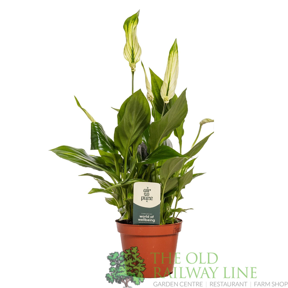 Spathiphyllum 'Chopin' Peace Lily Houseplant 9cm Pot