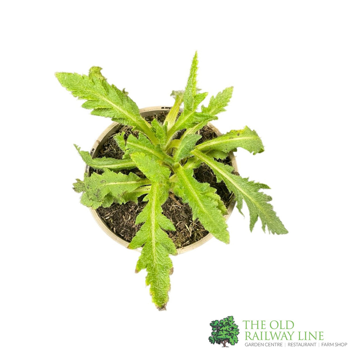 Poppy 'Allegro' Papaver Orientale 1Ltr Pot