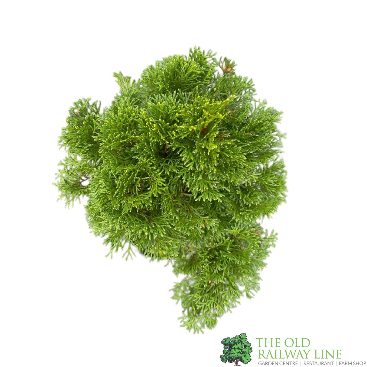 Thuja occidentalis 'Smaragd' 1/4 Standard Topiary Plant