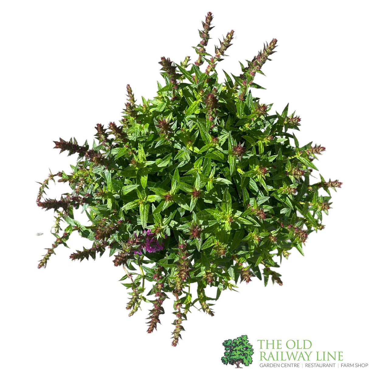 Lythrum salicaria 'Robin' Plant 3Ltr Pot