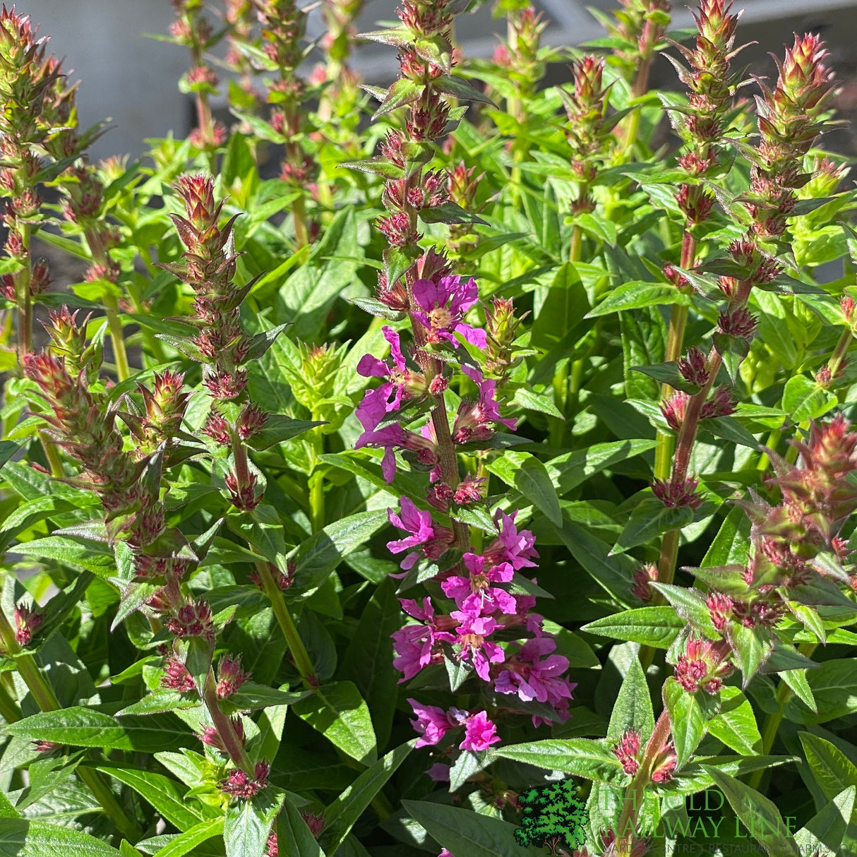 Lythrum salicaria 'Robin' Plant 3Ltr Pot