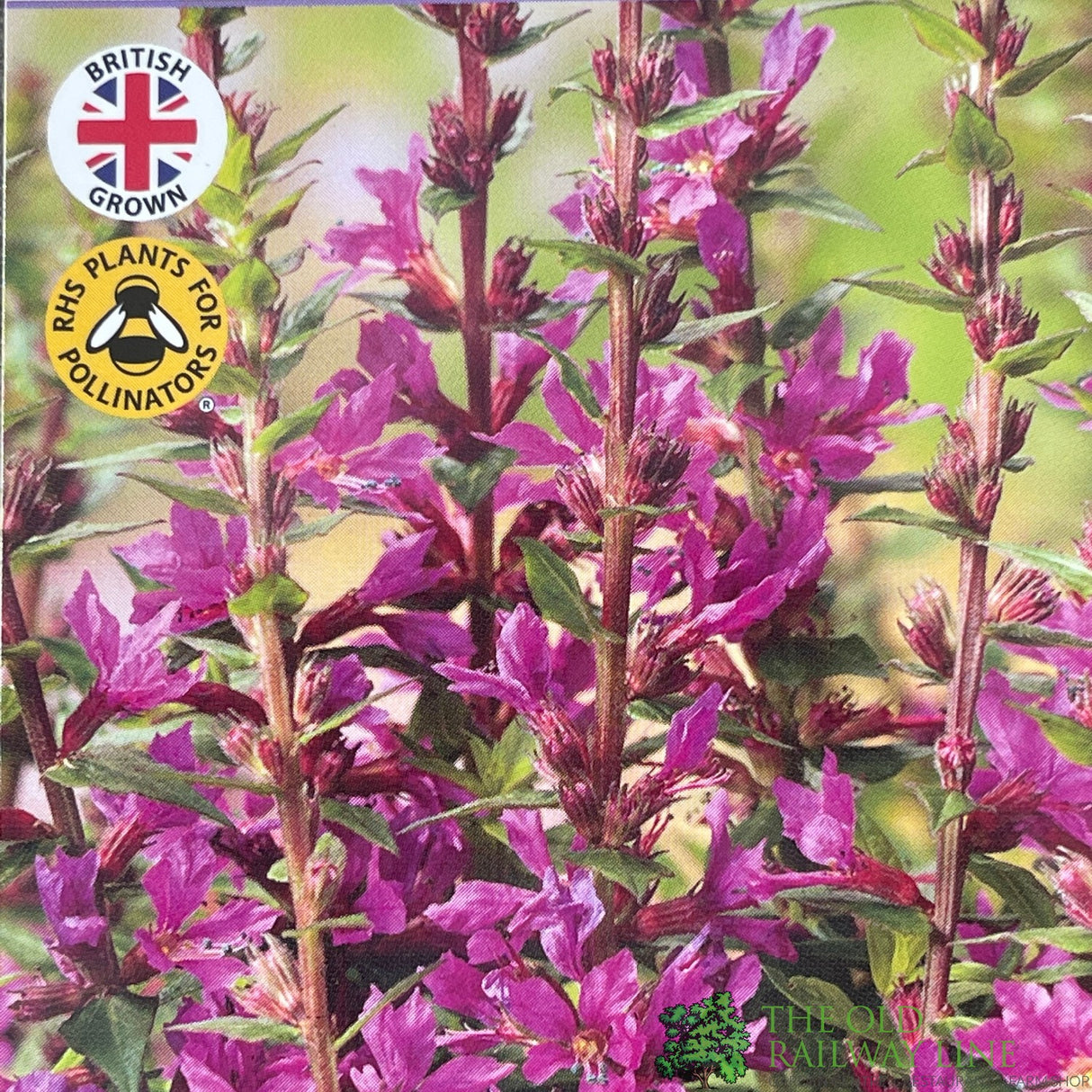 Lythrum salicaria 'Robin' Plant 3Ltr Pot