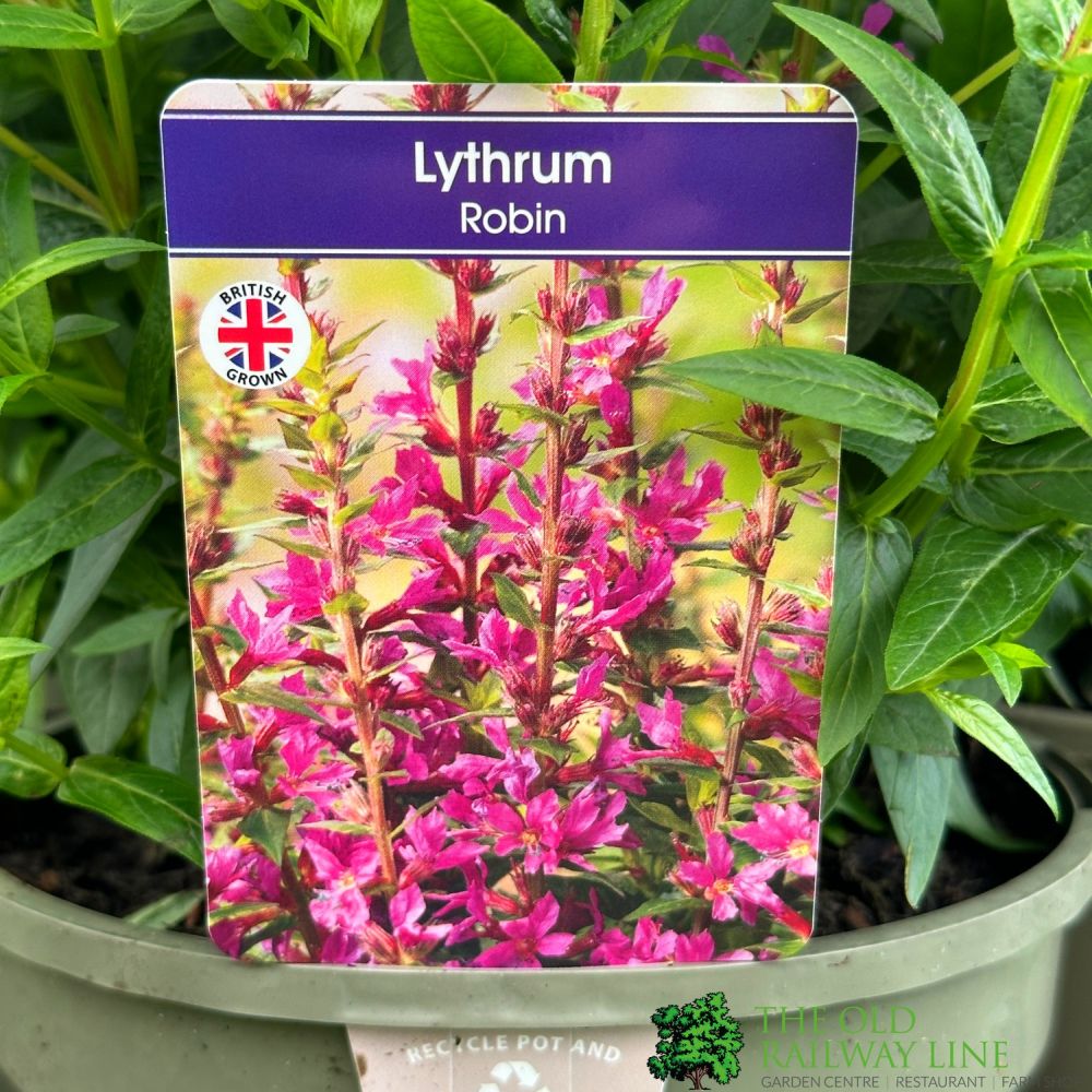 Lythrum salicaria 'Robin' Plant 3Ltr Pot