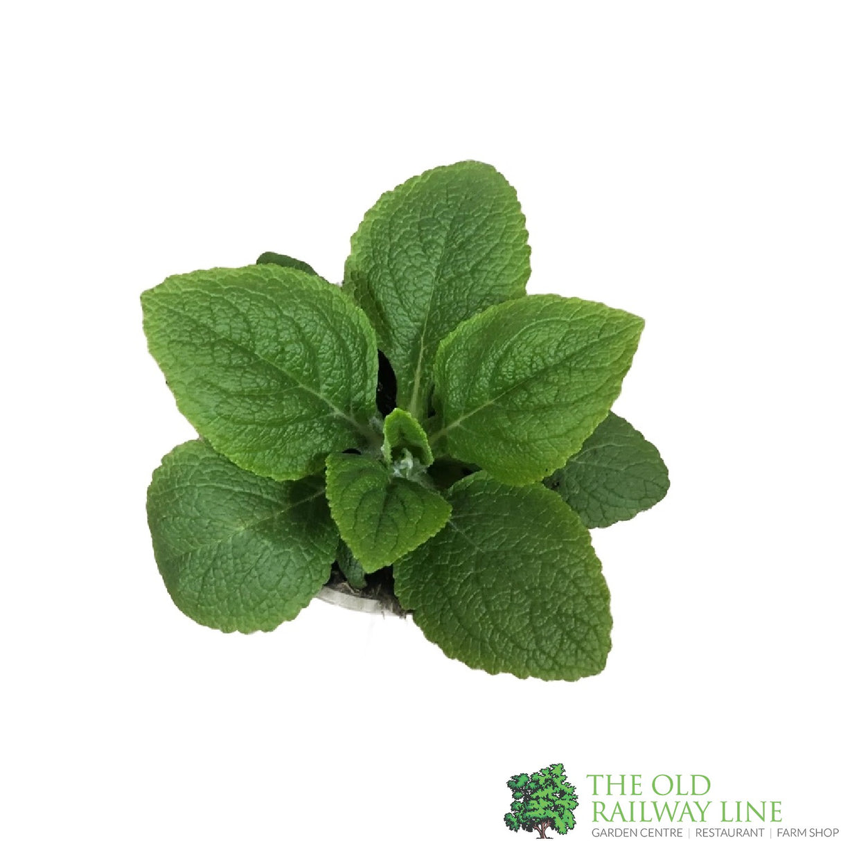 Digitalis purpurea 'Dalmatian White' Foxglove Plant 1Ltr Pot