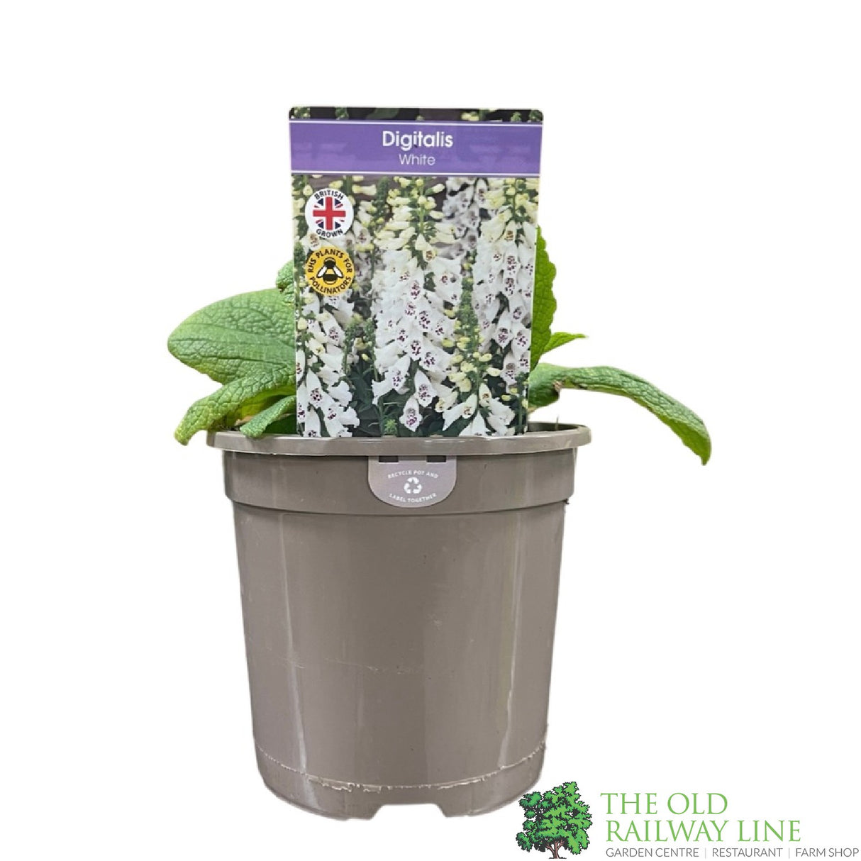 Digitalis purpurea 'Dalmatian White' Foxglove Plant 1Ltr Pot