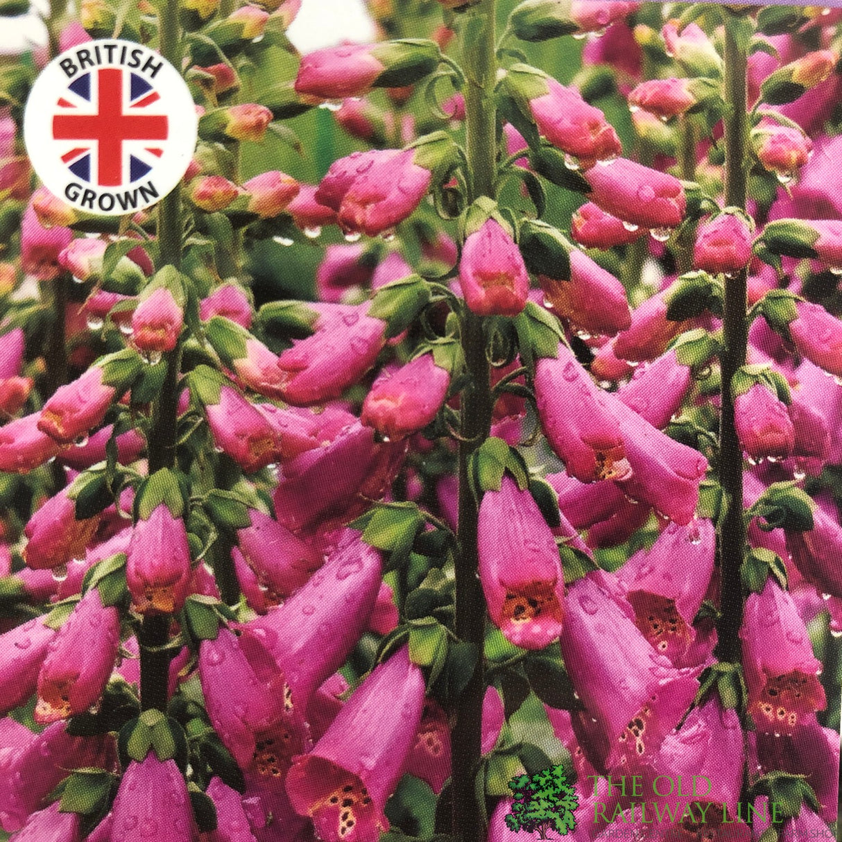 Digitalis purpurea 'Dalmatian Rose' Foxglove 1Ltr Pot
