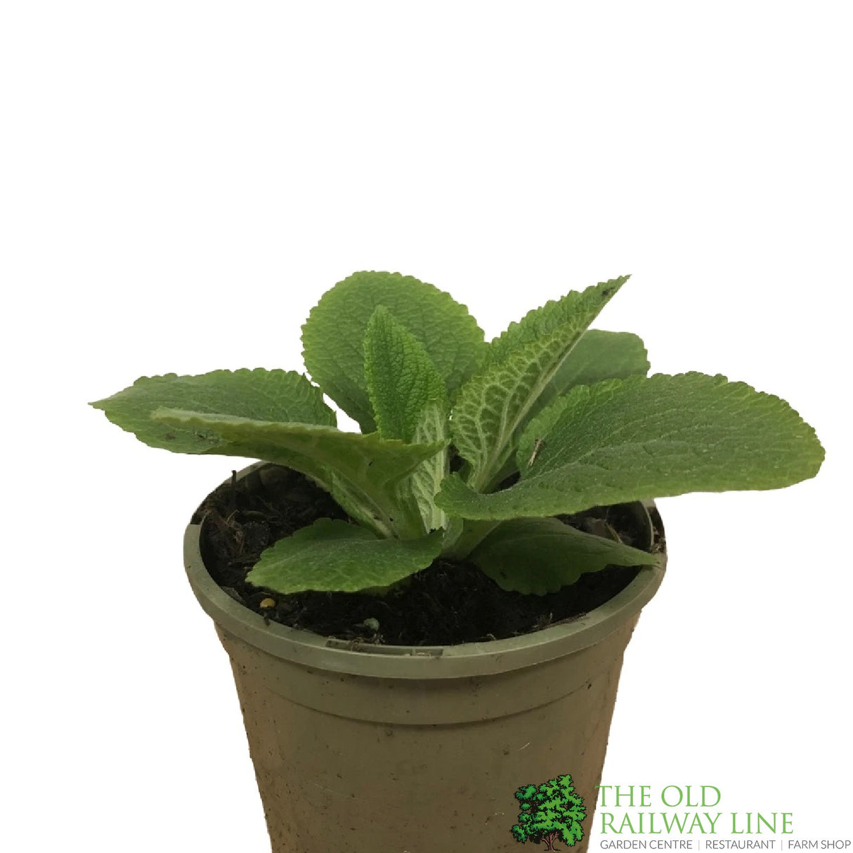 Digitalis purpurea 'Dalmatian Purple' Foxglove 1Ltr Pot