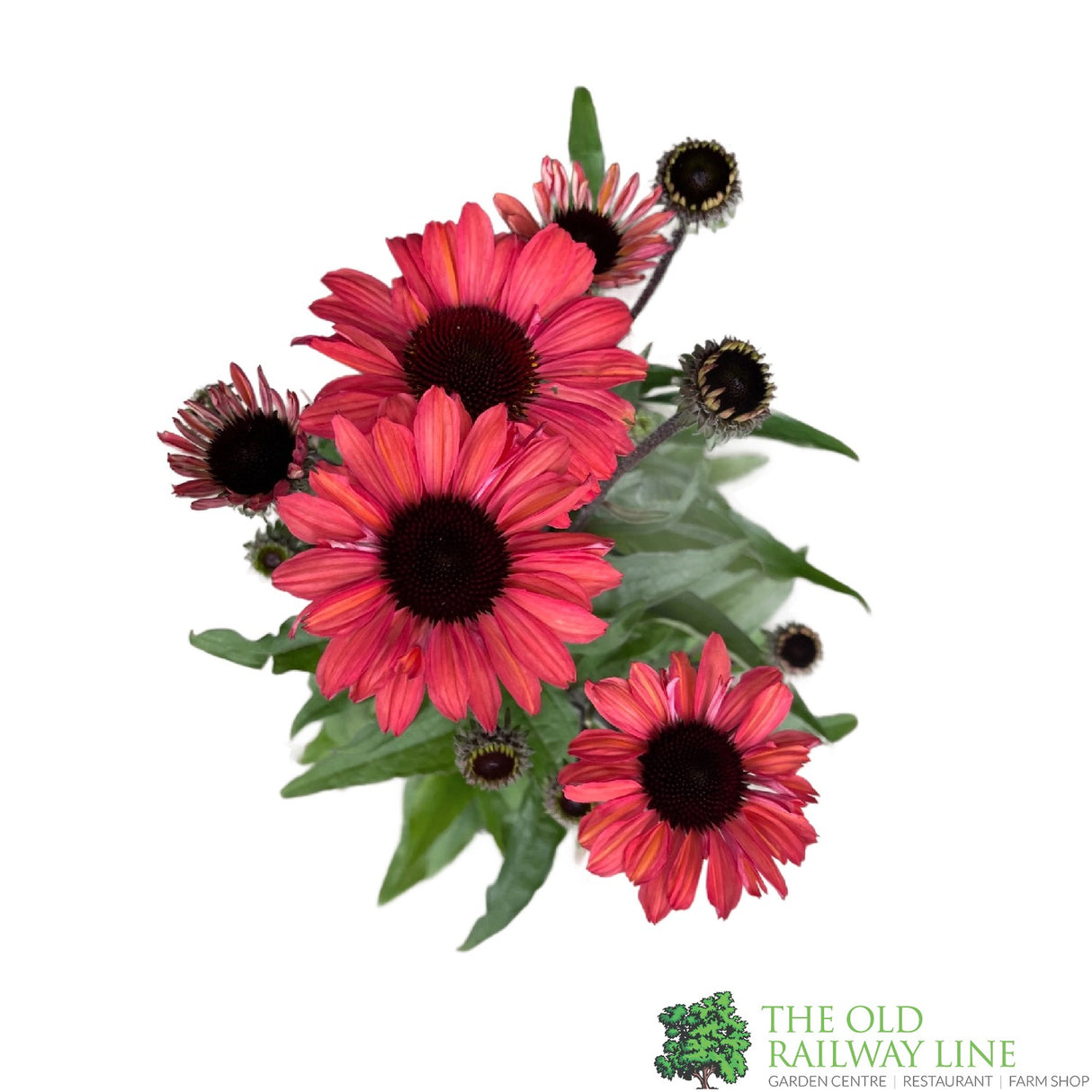 Echinacea 'Sunseekers Red' Plant 3Ltr Pot