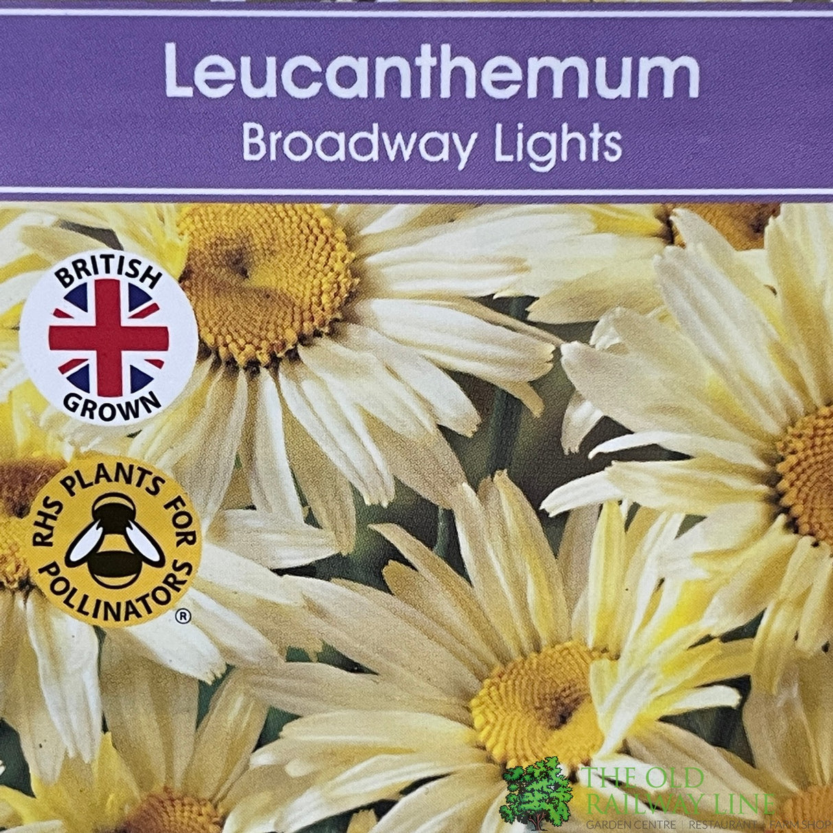 Leucanthemum x superbum 'Broadway Lights' Shasta daisy Plant 1Ltr Pot