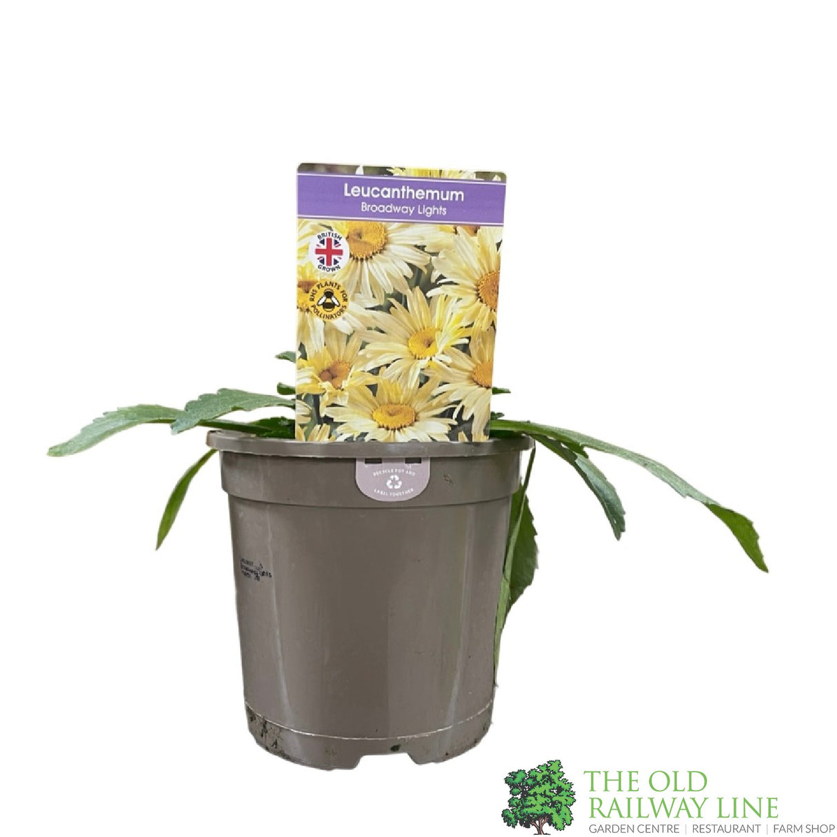 Leucanthemum x superbum 'Broadway Lights' Shasta daisy Plant 1Ltr Pot