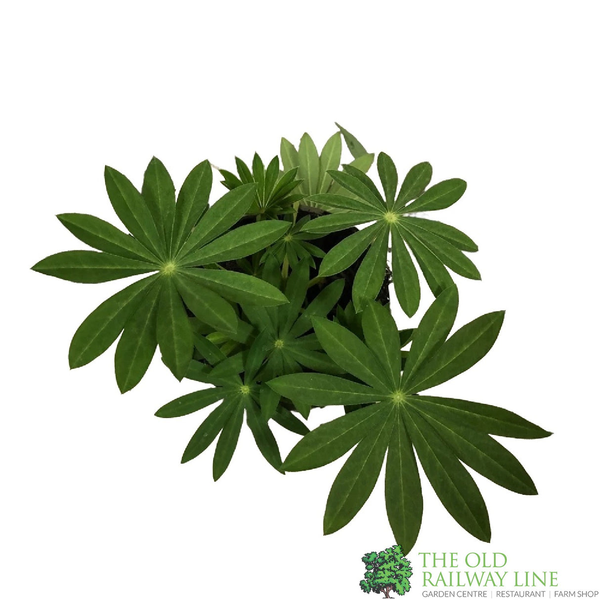 Lupinus albus 'White' Lupin Plant 1Ltr Pot