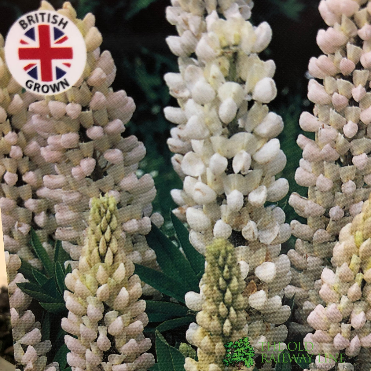 Lupinus albus 'White' Lupin Plant 1Ltr Pot