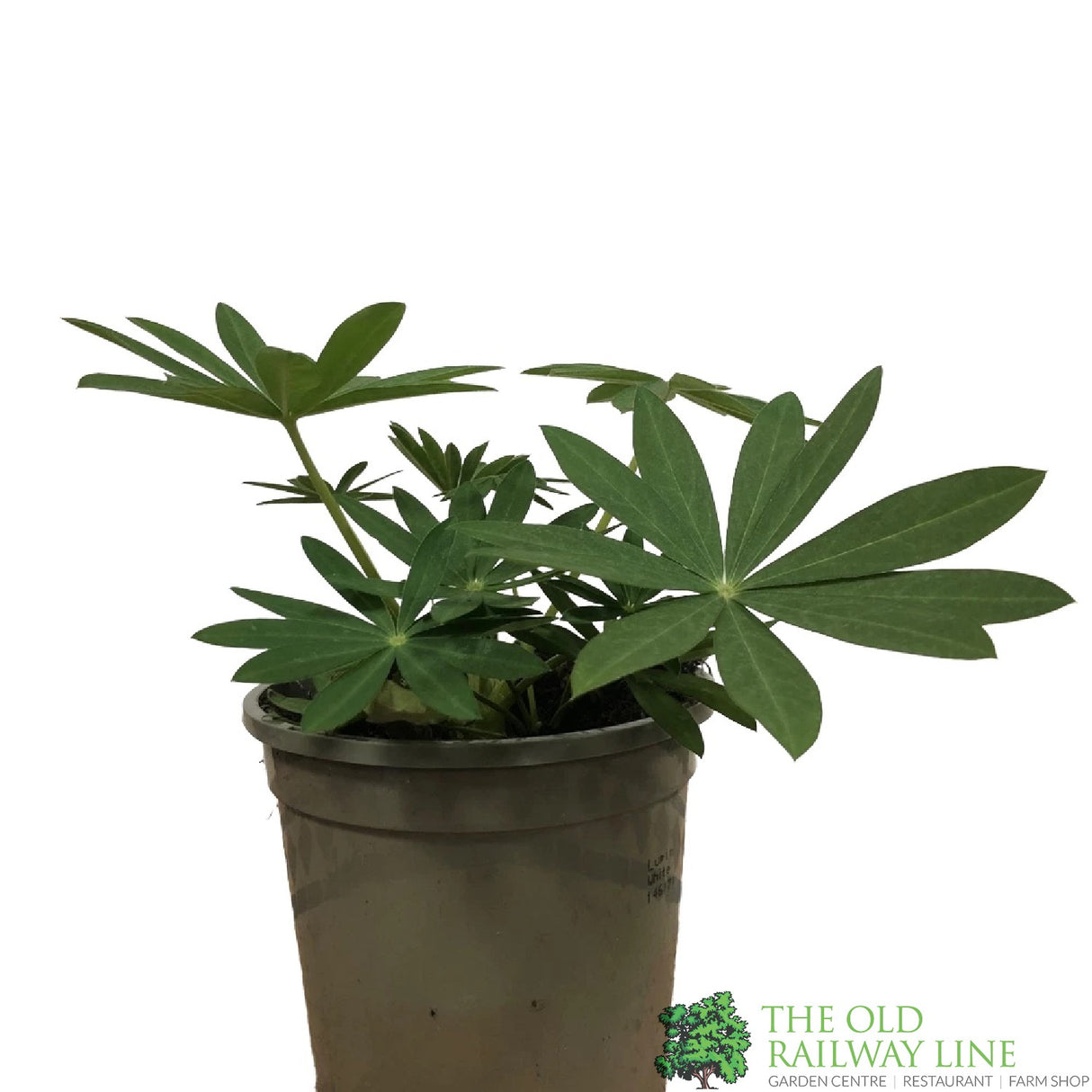 Lupinus albus 'White' Lupin Plant 1Ltr Pot