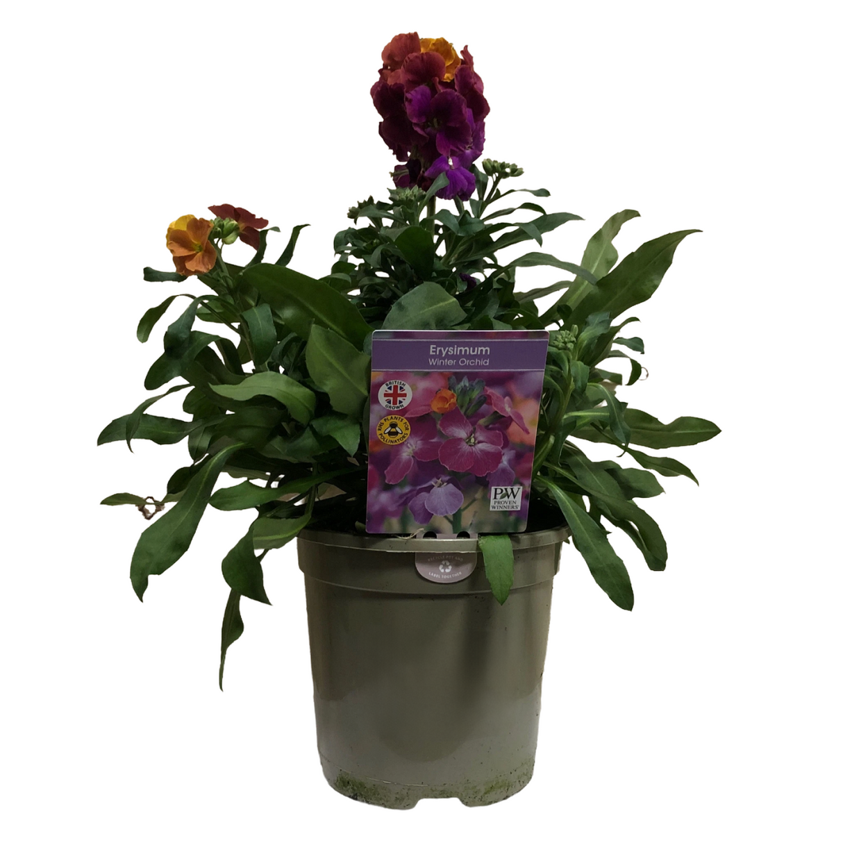Erysimum 'Winter Orchid' Wallflower - 1Ltr Pot
