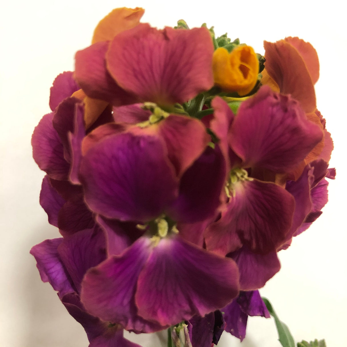 Erysimum 'Winter Orchid' Wallflower - 1Ltr Pot