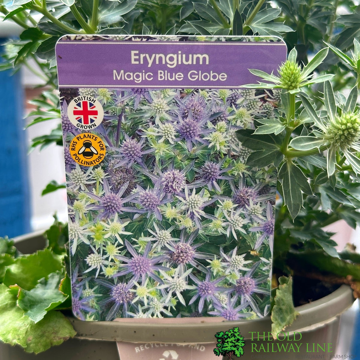 Eryngium 'Magical Blue Globe' 3Ltr Old Railway Line Garden Centre