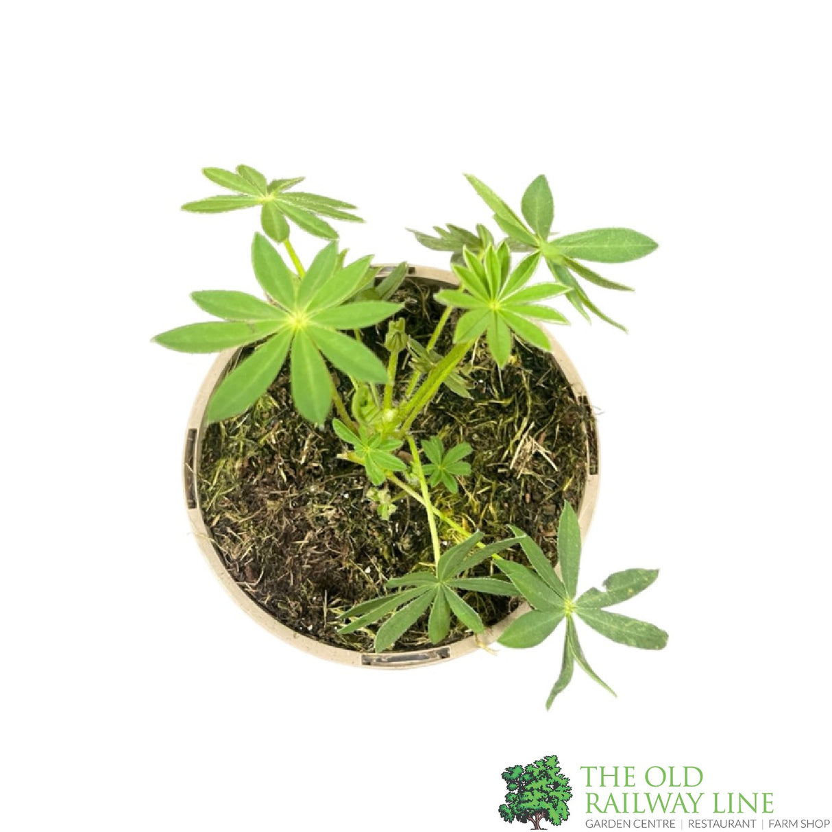 Lupinus albus 'Pink' Lupin Plant 1Ltr Pot