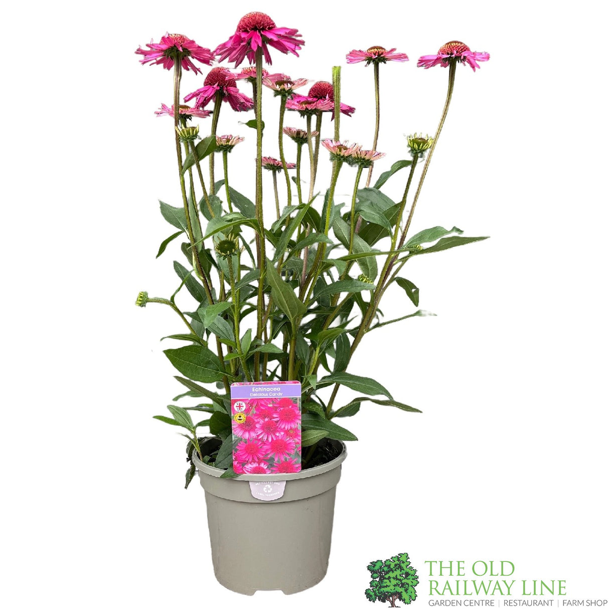 Echinacea 'Delicious Candy' Pink Coneflower Plant - 3Ltr Pot