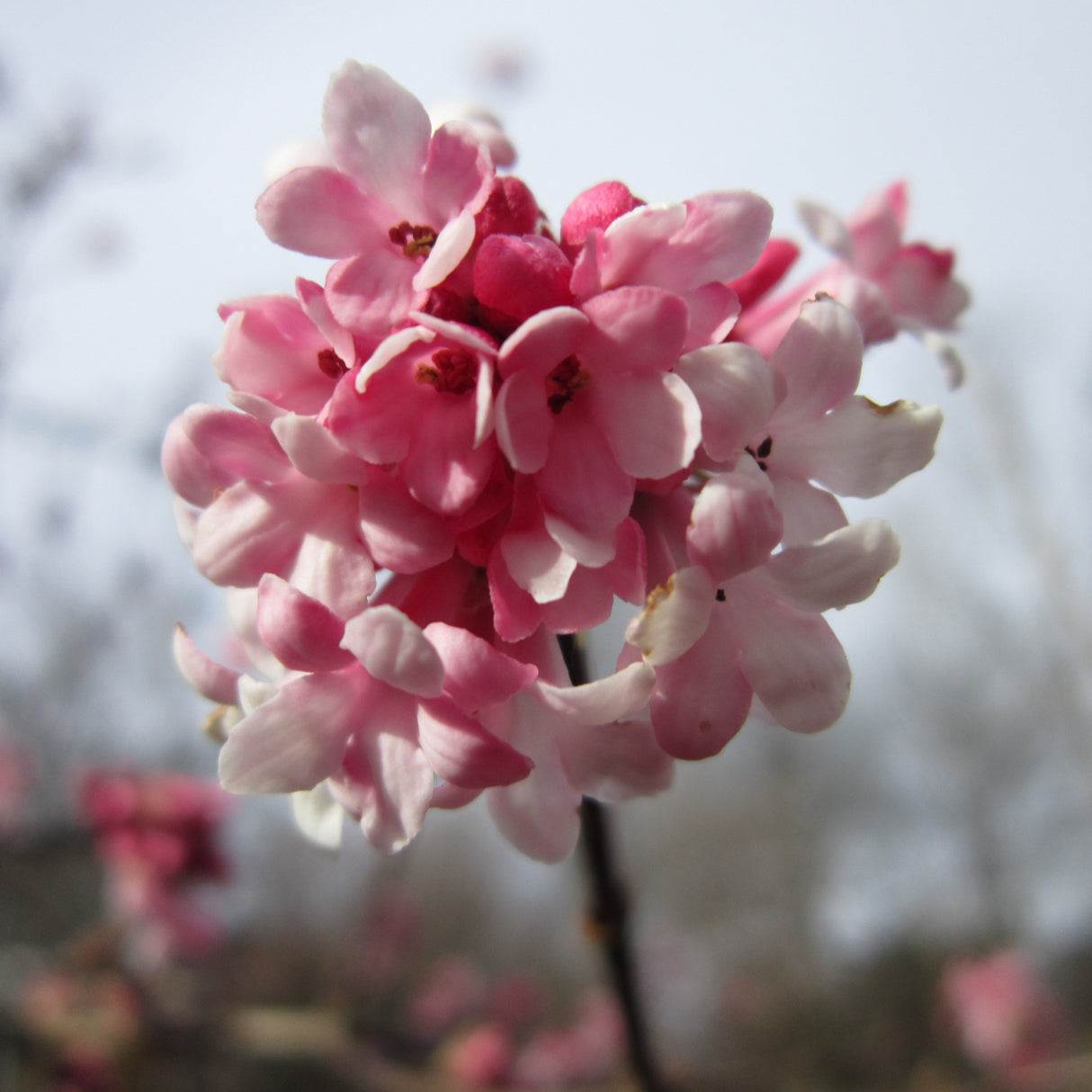 Viburnum bodnantense 'Dawn' Plant 10Ltr (IT)