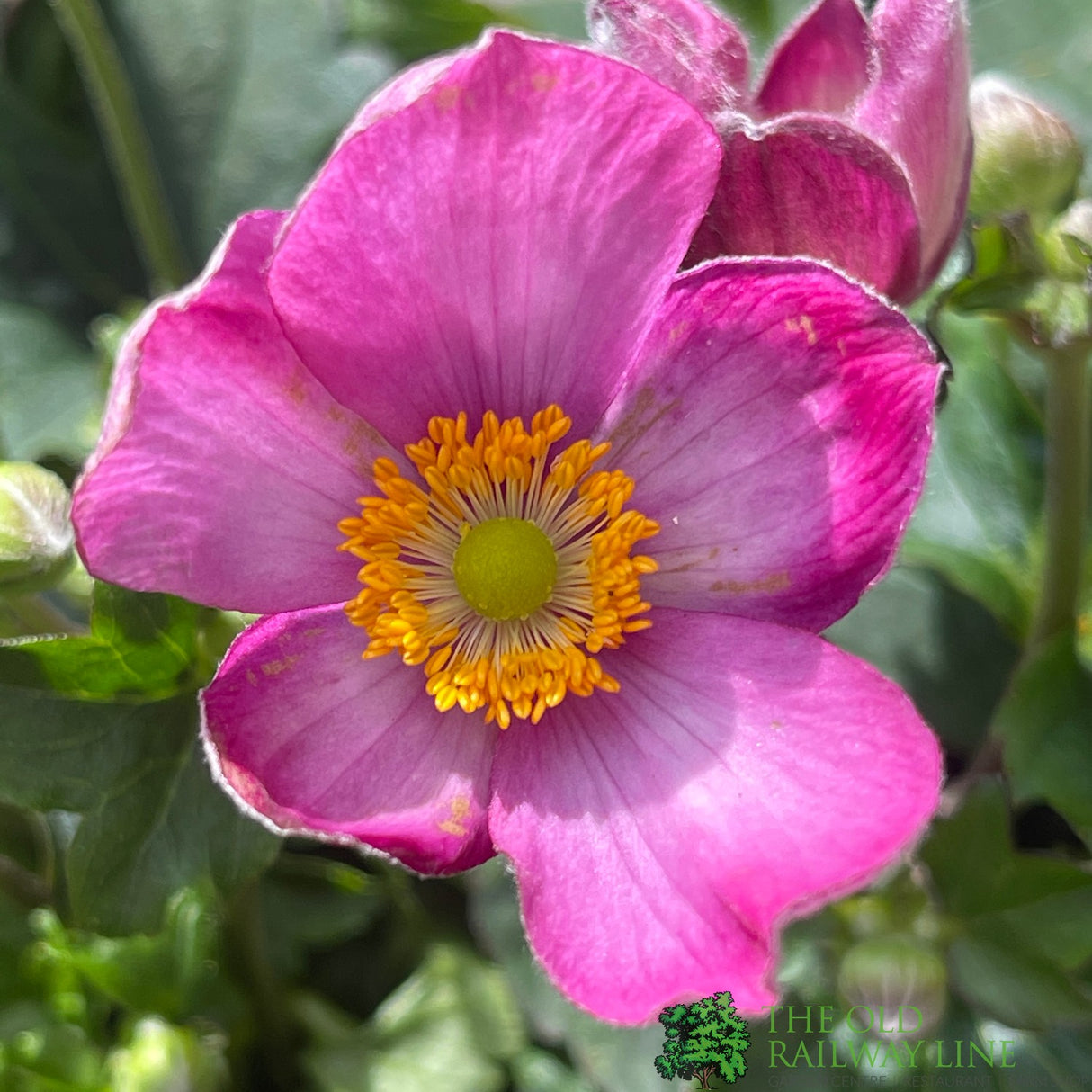 Anemone x hybrida 'Fantasy Jasmine' Plant 3Lt rPot