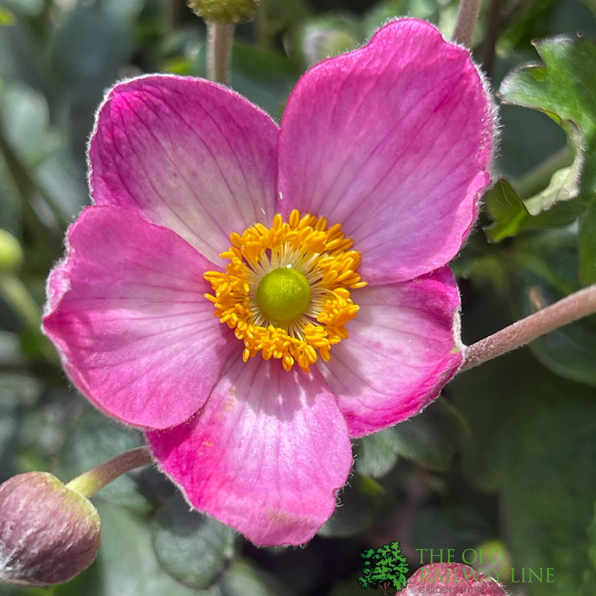Anemone x hybrida 'Fantasy Jasmine' Plant 3Lt rPot