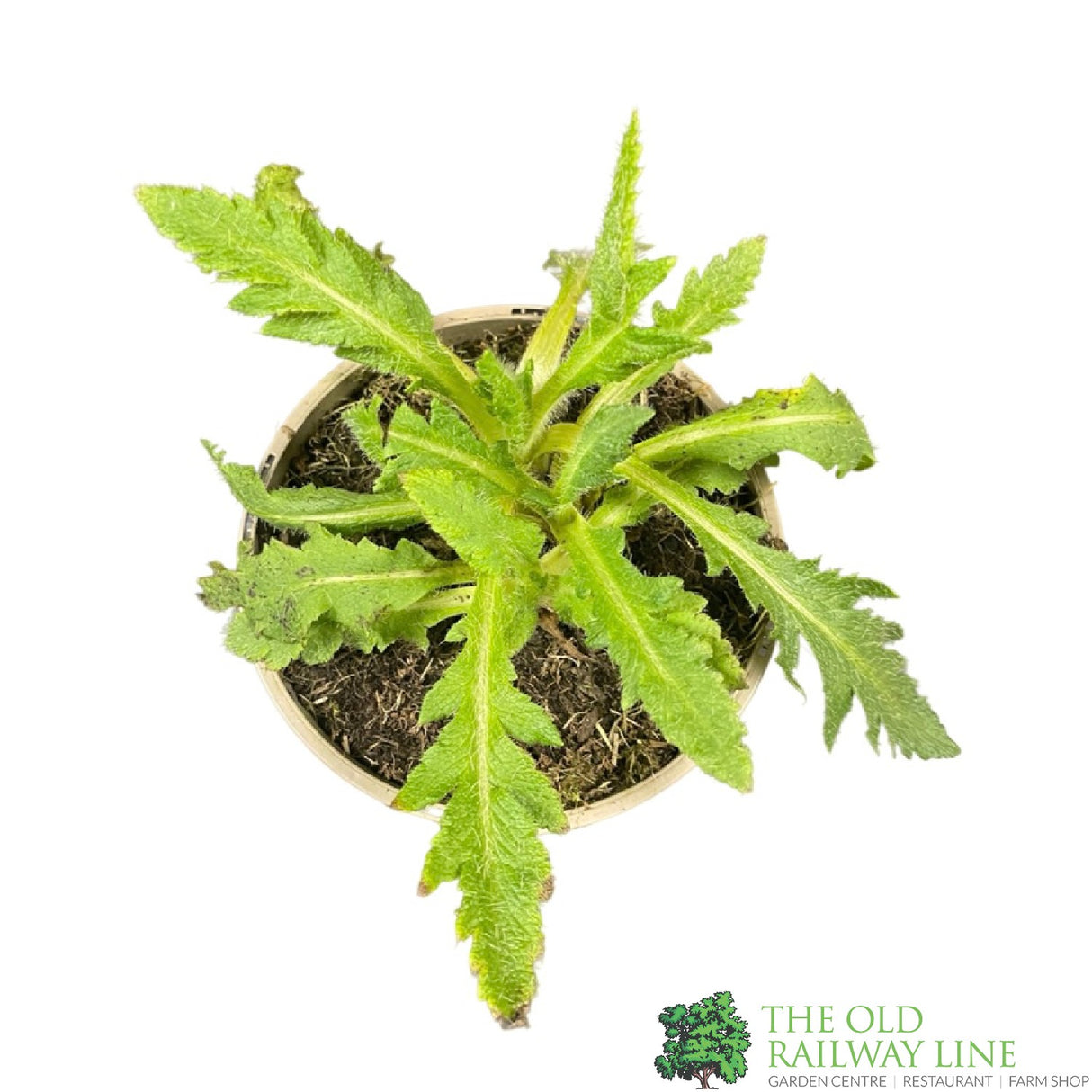 Poppy 'Brilliant' Papaver Orientale 1 Ltr Pot