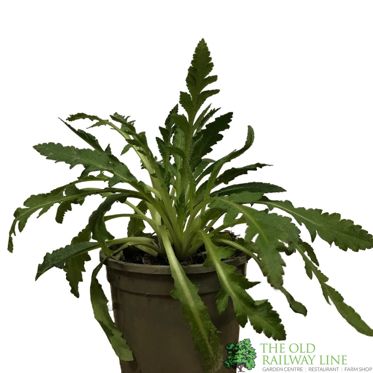 Poppy 'Brilliant' Papaver Orientale 1 Ltr Pot