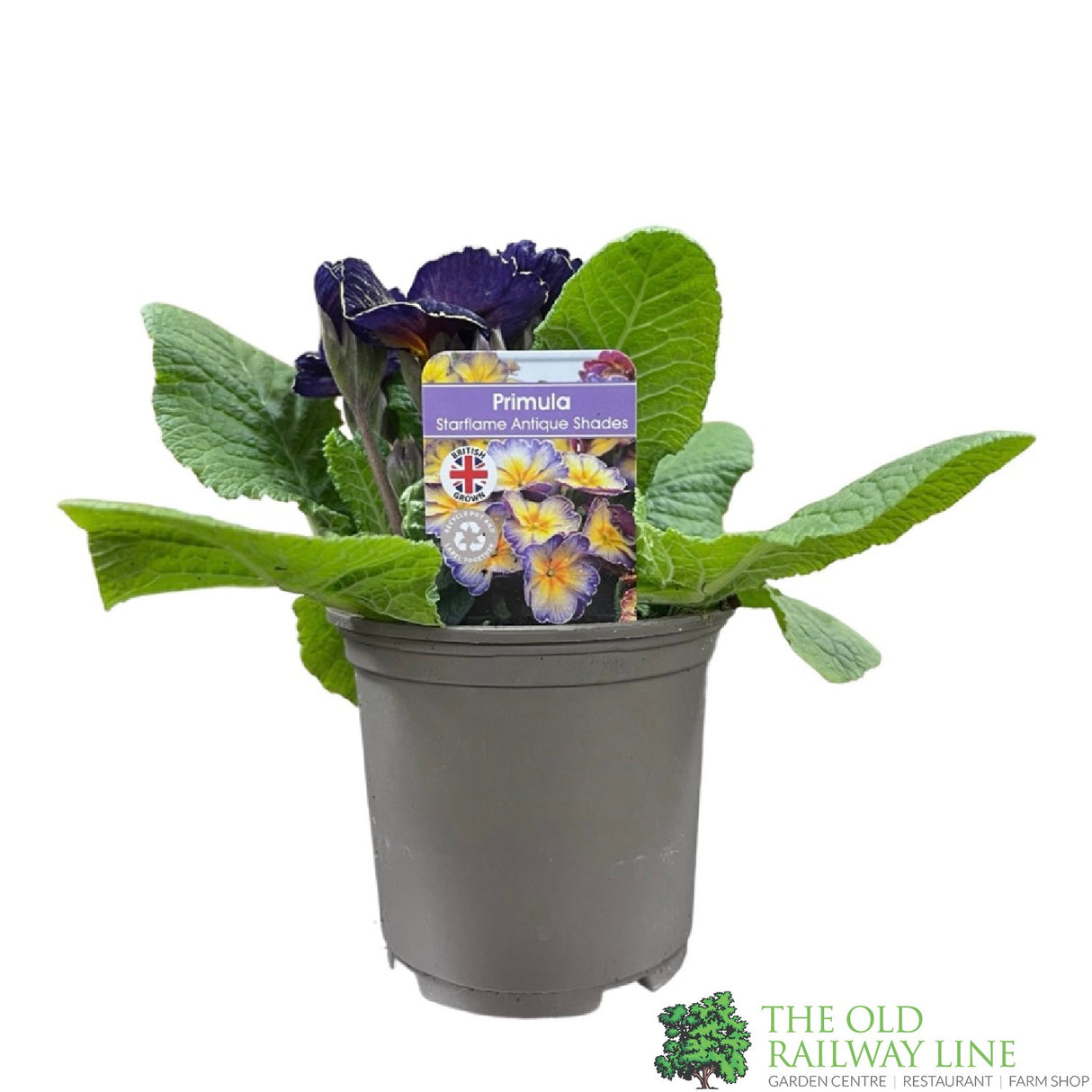 Primula vulgaris 'Starflame Antique Shades' English Primrose Plant 10.5cm Pot