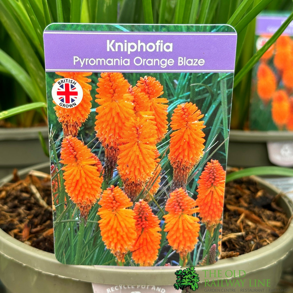 Kniphofia 'pyromania Orange Blaze' 3ltr Pot – Old Railway Line Garden 