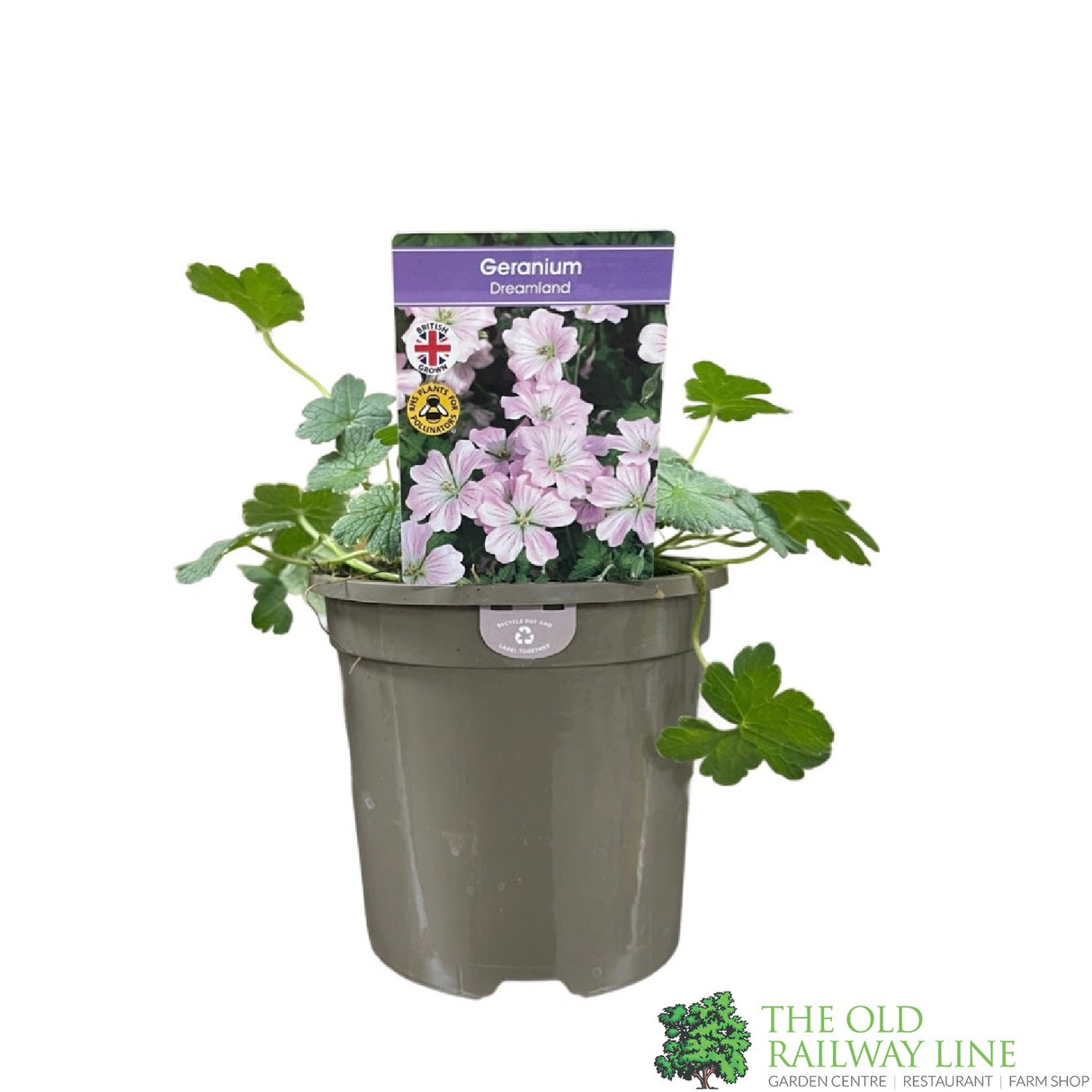 Geranium Dreamland 'Bremdream' Plant 1Ltr Pot