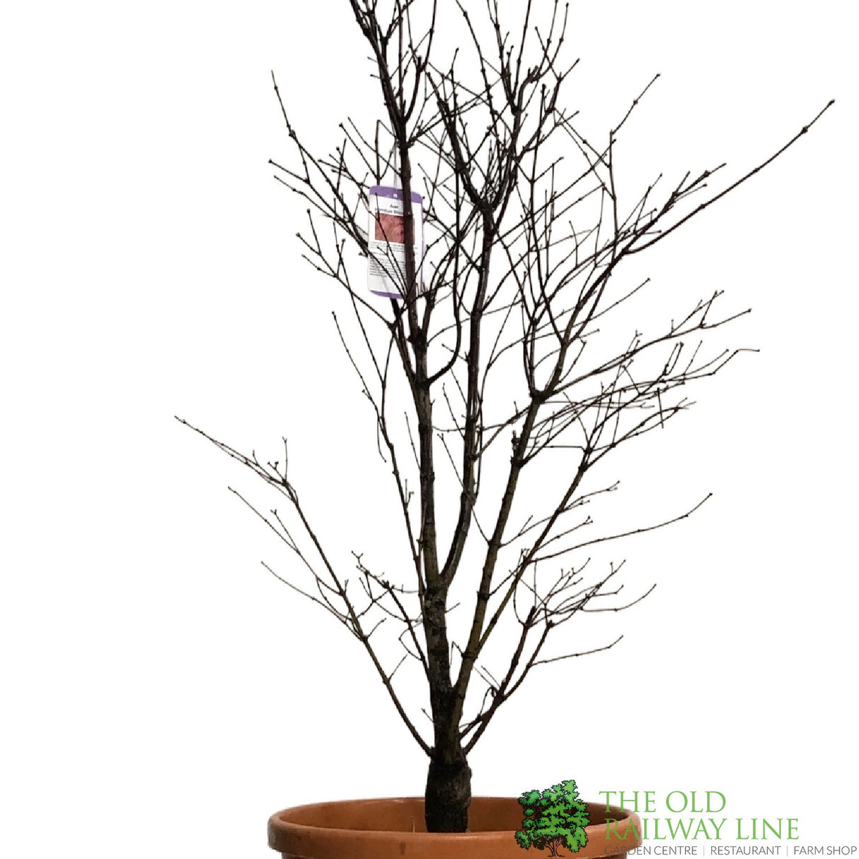 Acer palmatum 'Bloodwood' Japanese Maple Tree - 1.5m Tall