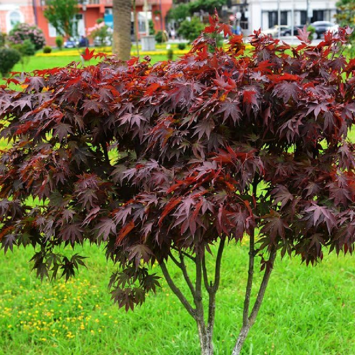Acer palmatum 'Bloodwood' Japanese Maple Tree - 1.5m Tall