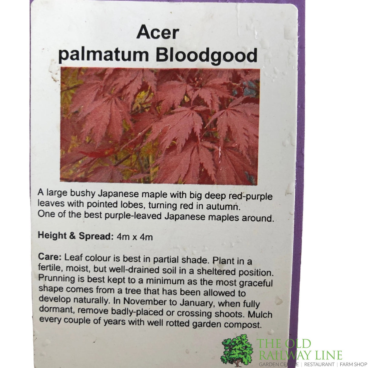 Acer palmatum 'Bloodwood' Japanese Maple Tree - 1.5m Tall